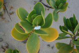 Image of Fan Flower