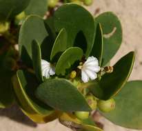 Image of Fan Flower