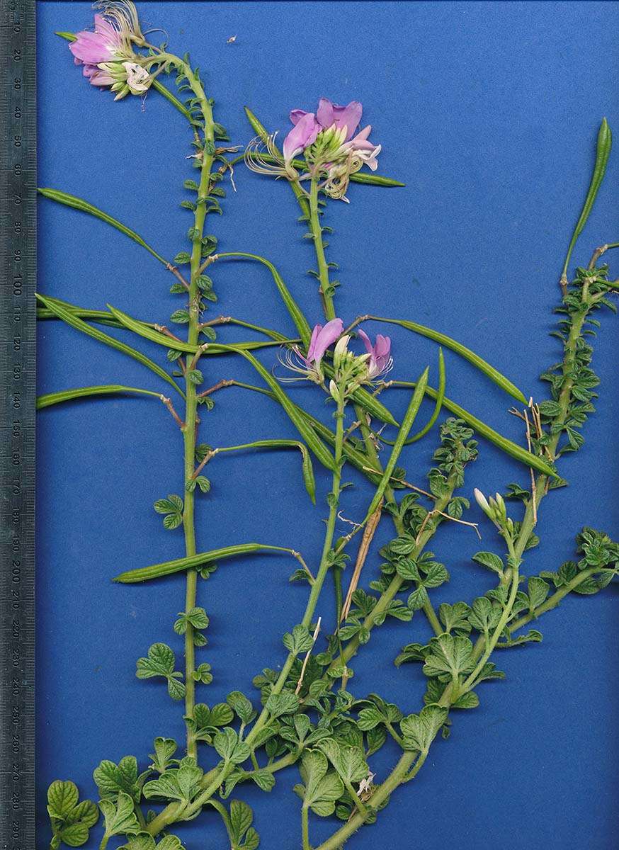 Image of Cleomaceae