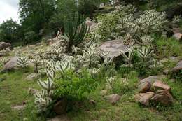 Image de Cylindropuntia