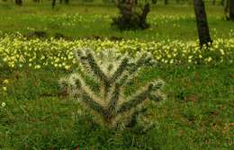 Image de Cylindropuntia