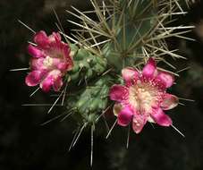 Image de Cylindropuntia