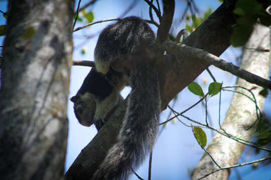 Image of Grizzled Giant Squirrel