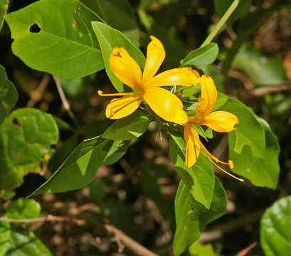 صورة Barleria prionitis L.