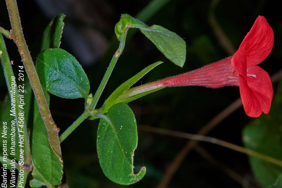 Imagem de Barleria repens Nees