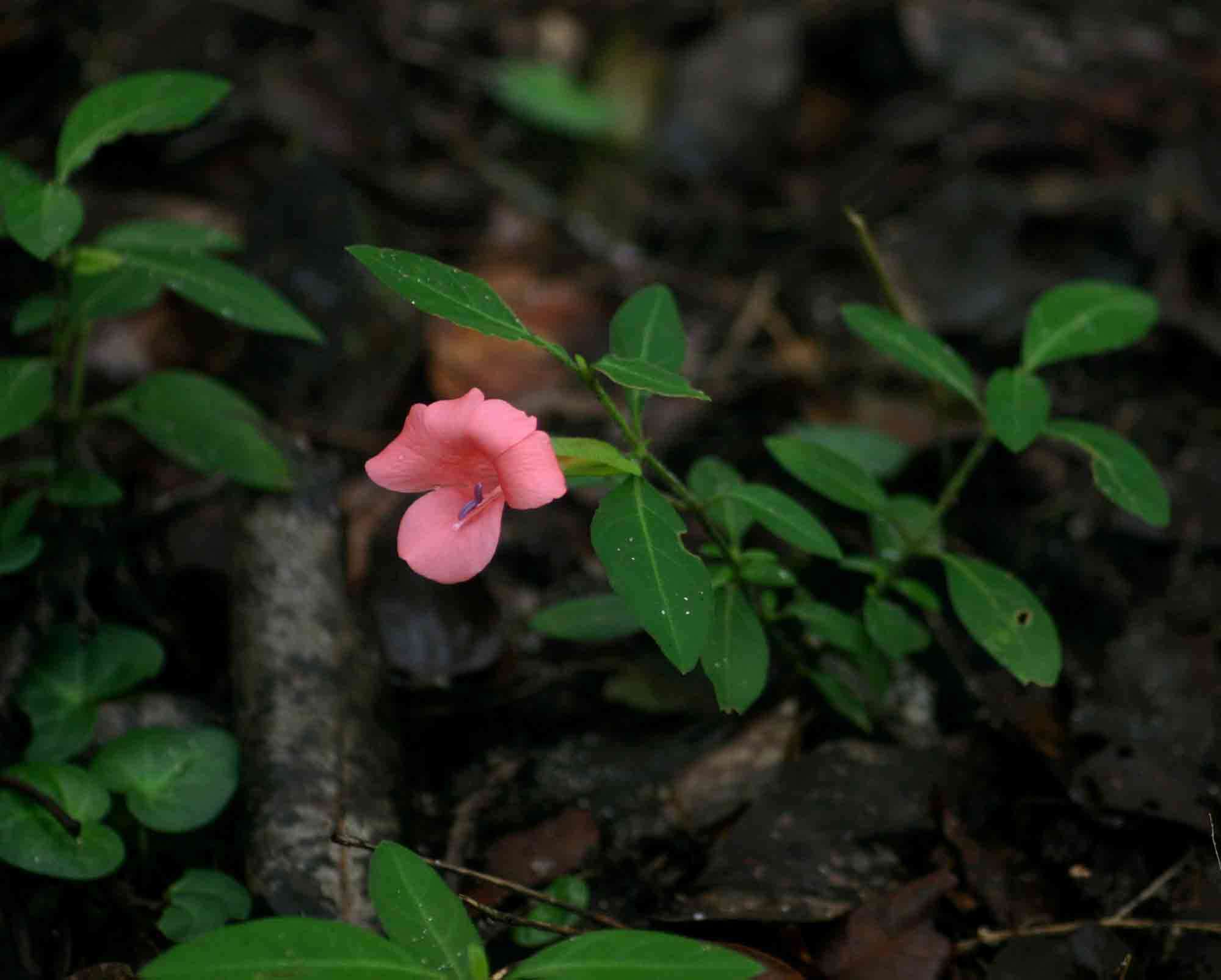 Imagem de Barleria repens Nees