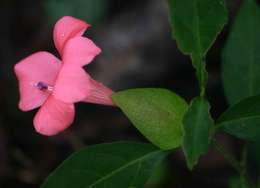 Imagem de Barleria repens Nees