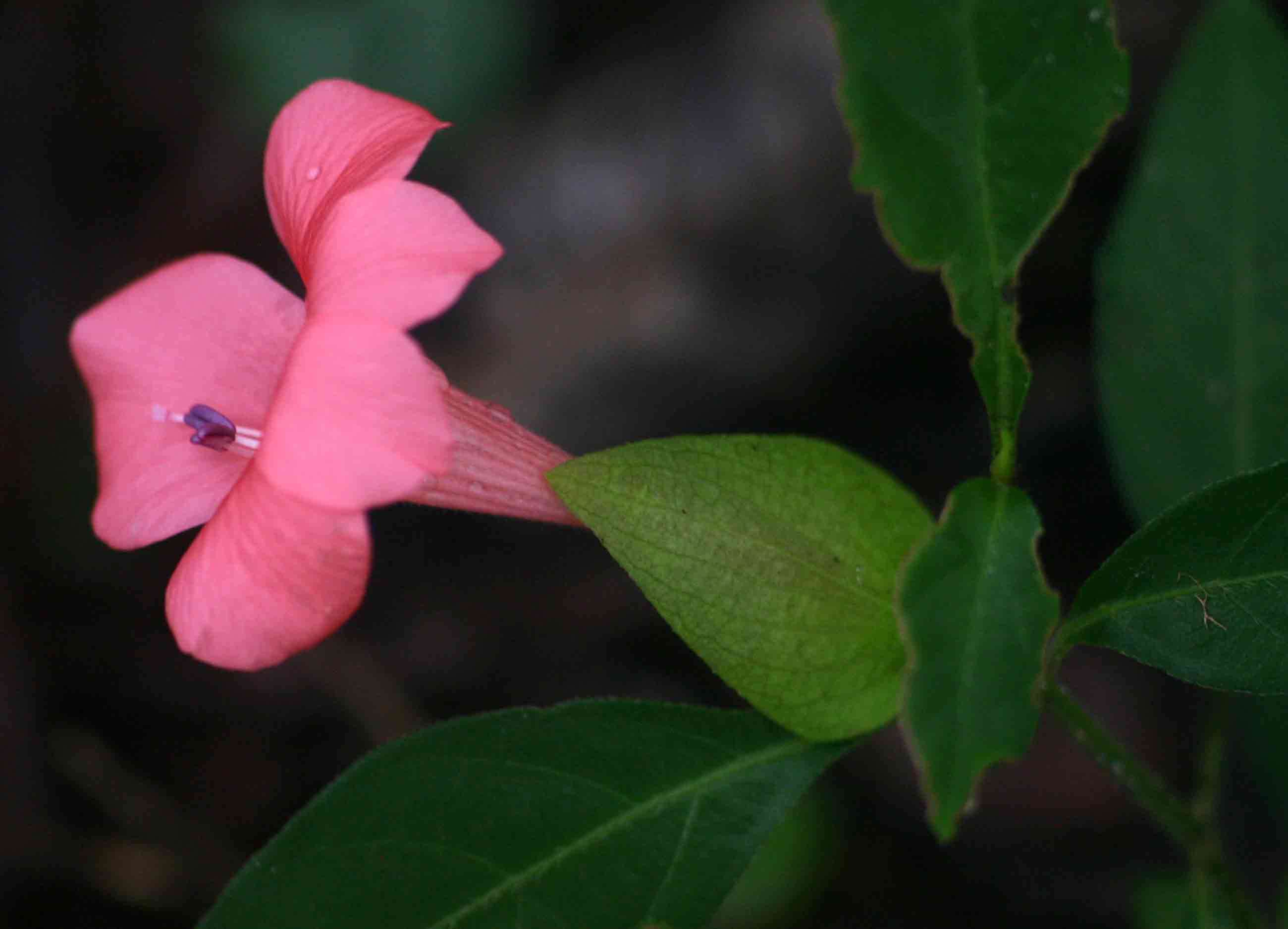 Imagem de Barleria repens Nees