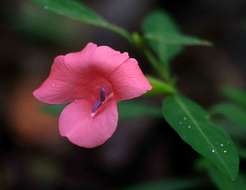 Imagem de Barleria repens Nees