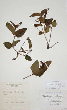 Image of Thunbergia schimbensis S. Moore