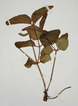 Image of Thunbergia schimbensis S. Moore