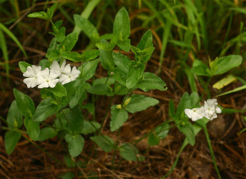 Image of Thunbergia schimbensis S. Moore