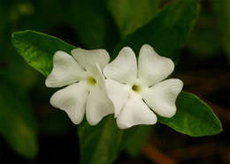 Image of Thunbergia schimbensis S. Moore