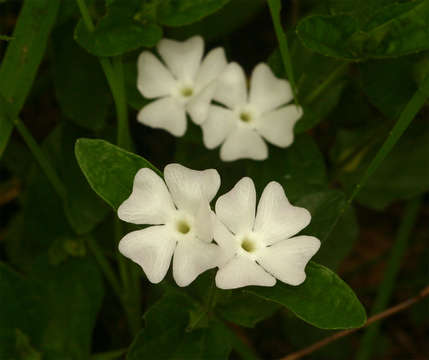 Image of Thunbergia schimbensis S. Moore