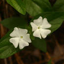 Thunbergia schimbensis S. Moore resmi