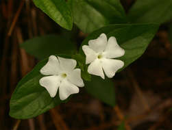 Image of Thunbergia schimbensis S. Moore