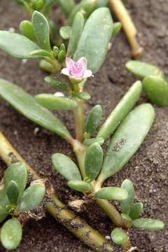 Image of sea purslane