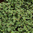 Imagem de Trianthema portulacastrum L.