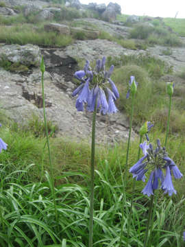 Image of Lily of the Nile