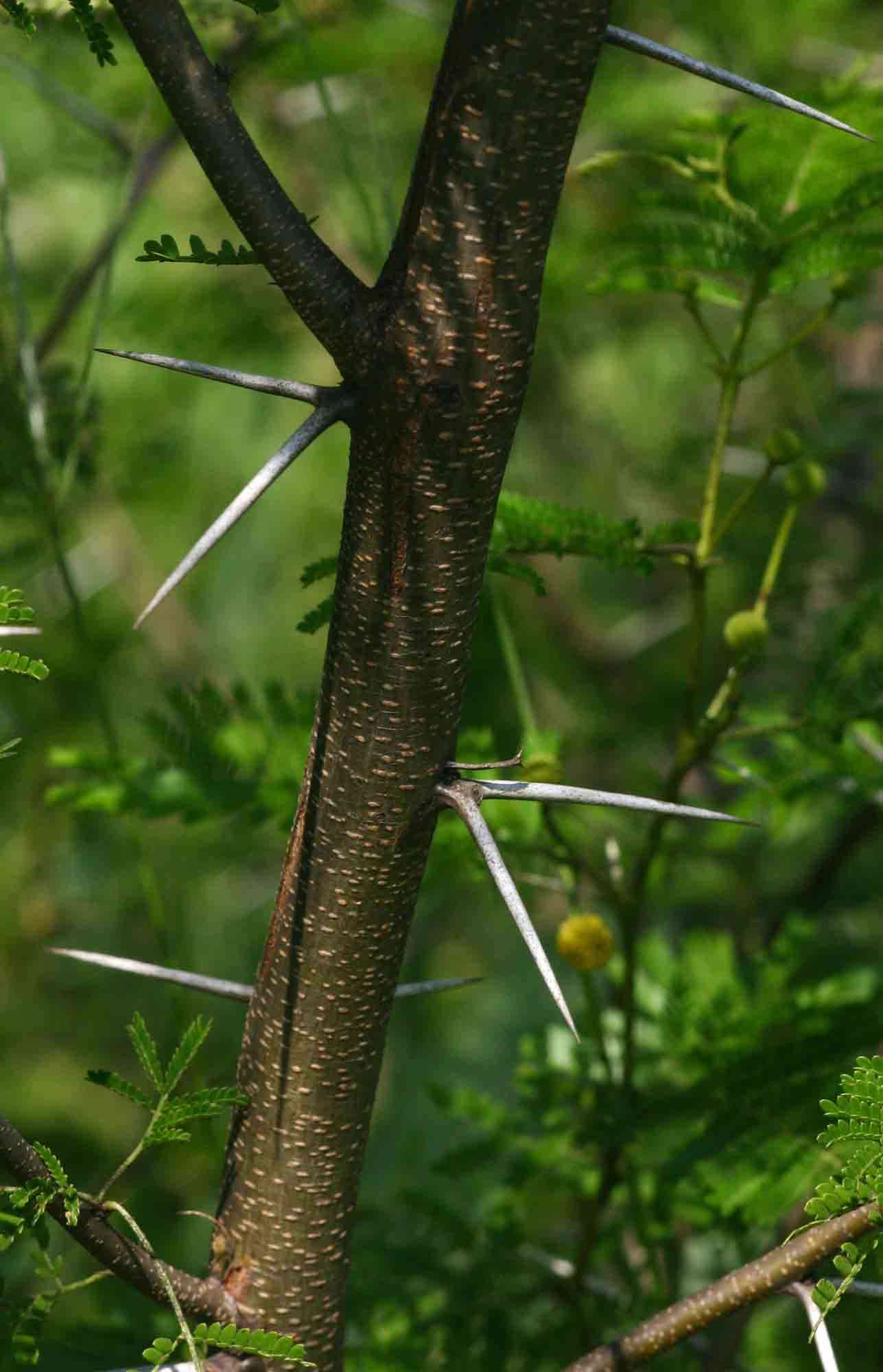 Слика од Vachellia torrei (Brenan) Kyal. & Boatwr.