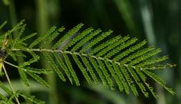 Image of Vachellia torrei (Brenan) Kyal. & Boatwr.