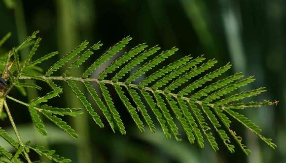 Image of Vachellia torrei (Brenan) Kyal. & Boatwr.