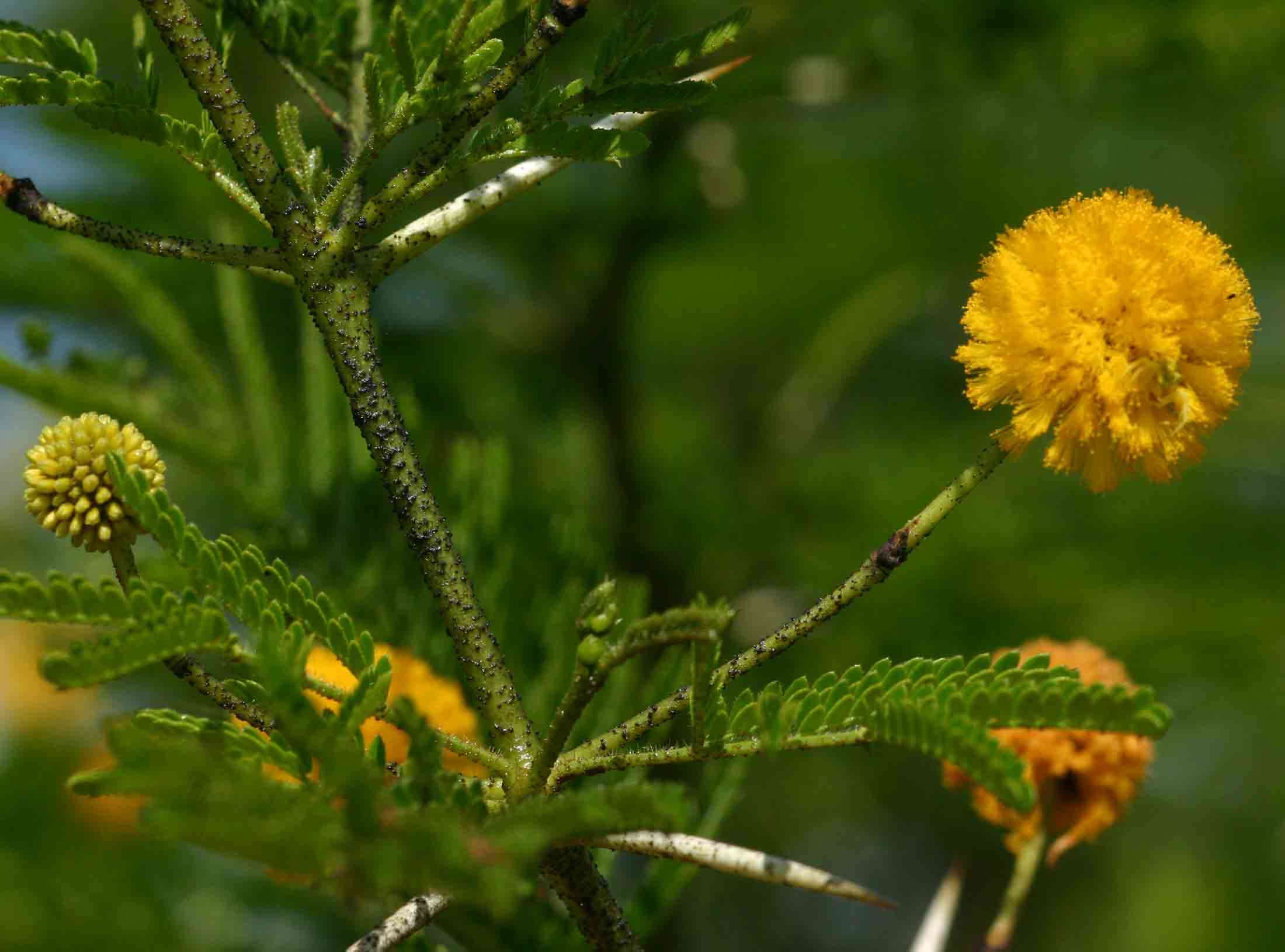 Image of Vachellia torrei (Brenan) Kyal. & Boatwr.