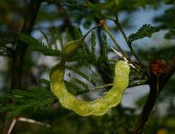 Vachellia torrei (Brenan) Kyal. & Boatwr. resmi