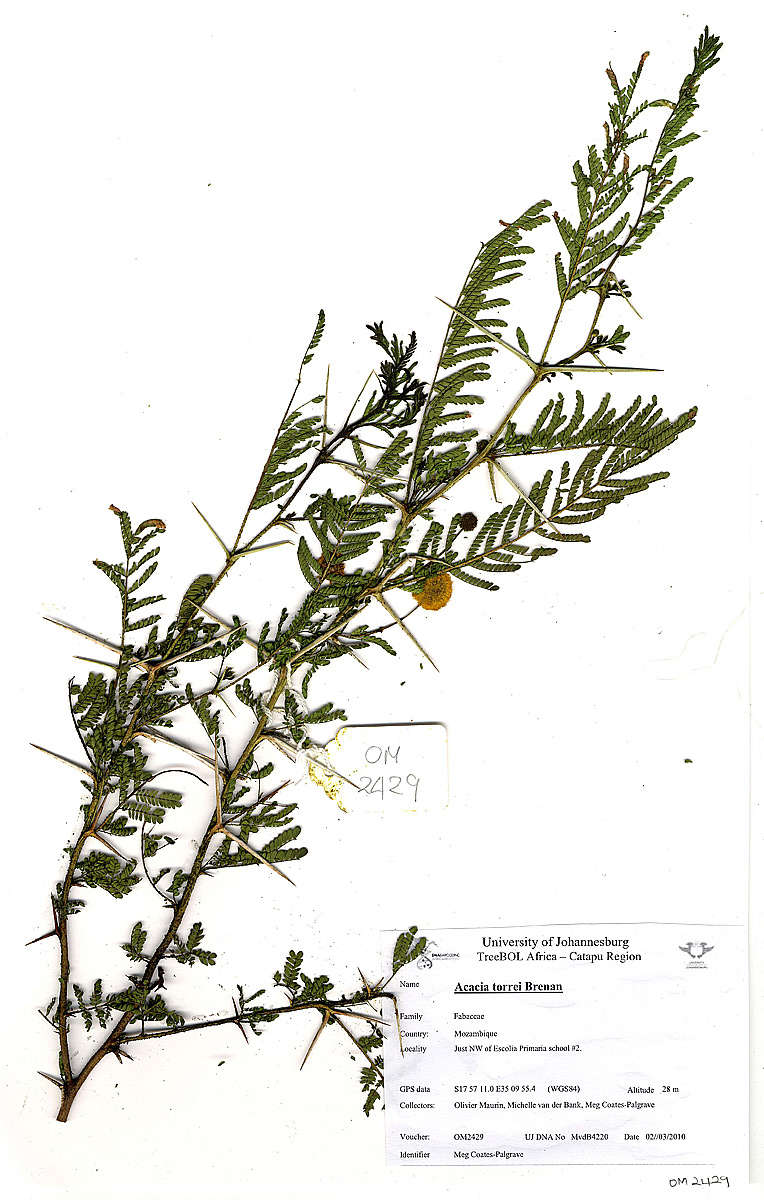 Image of Vachellia torrei (Brenan) Kyal. & Boatwr.