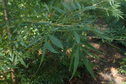 Image of Fraxinus baroniana Diels