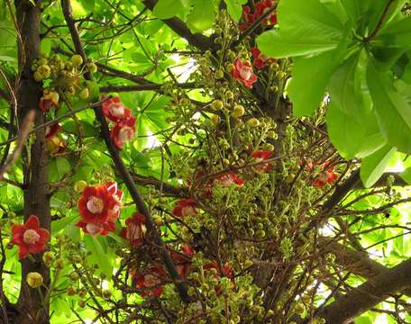 Image of cannonball tree