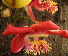 Image of cannonball tree