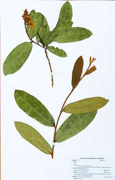 Acridocarpus的圖片