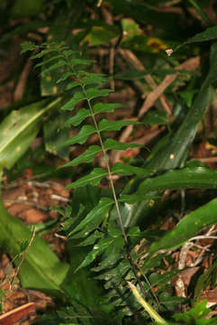 Image of Asplenium gemmascens Alston