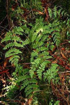 Image of ladyfern