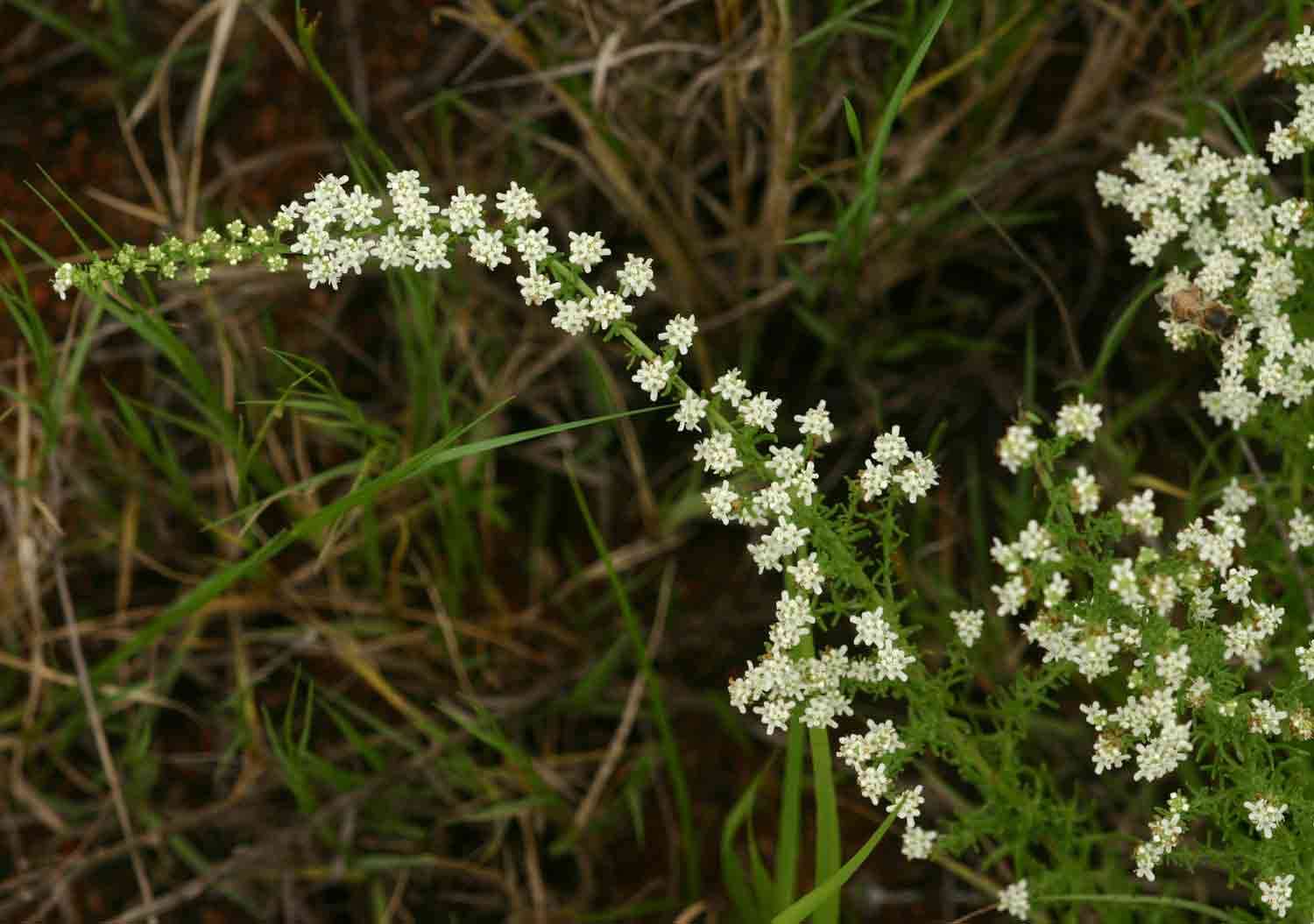 Image of Selago lacunosa Klotzsch