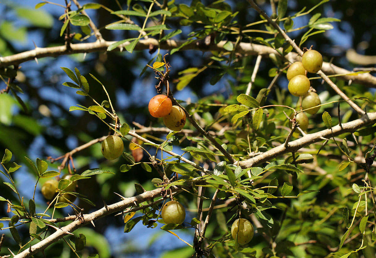 Image of myrrh