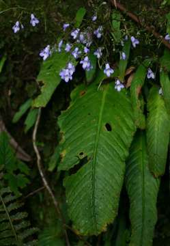 Image of Streptocarpus brachynema Hilliard & B. L. Burtt