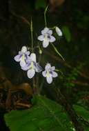 Streptocarpus brachynema Hilliard & B. L. Burtt resmi