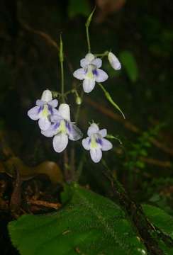 Sivun Streptocarpus brachynema Hilliard & B. L. Burtt kuva