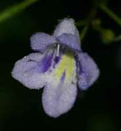 Streptocarpus brachynema Hilliard & B. L. Burtt resmi