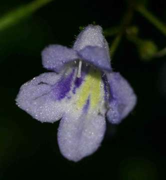 Imagem de Streptocarpus brachynema Hilliard & B. L. Burtt