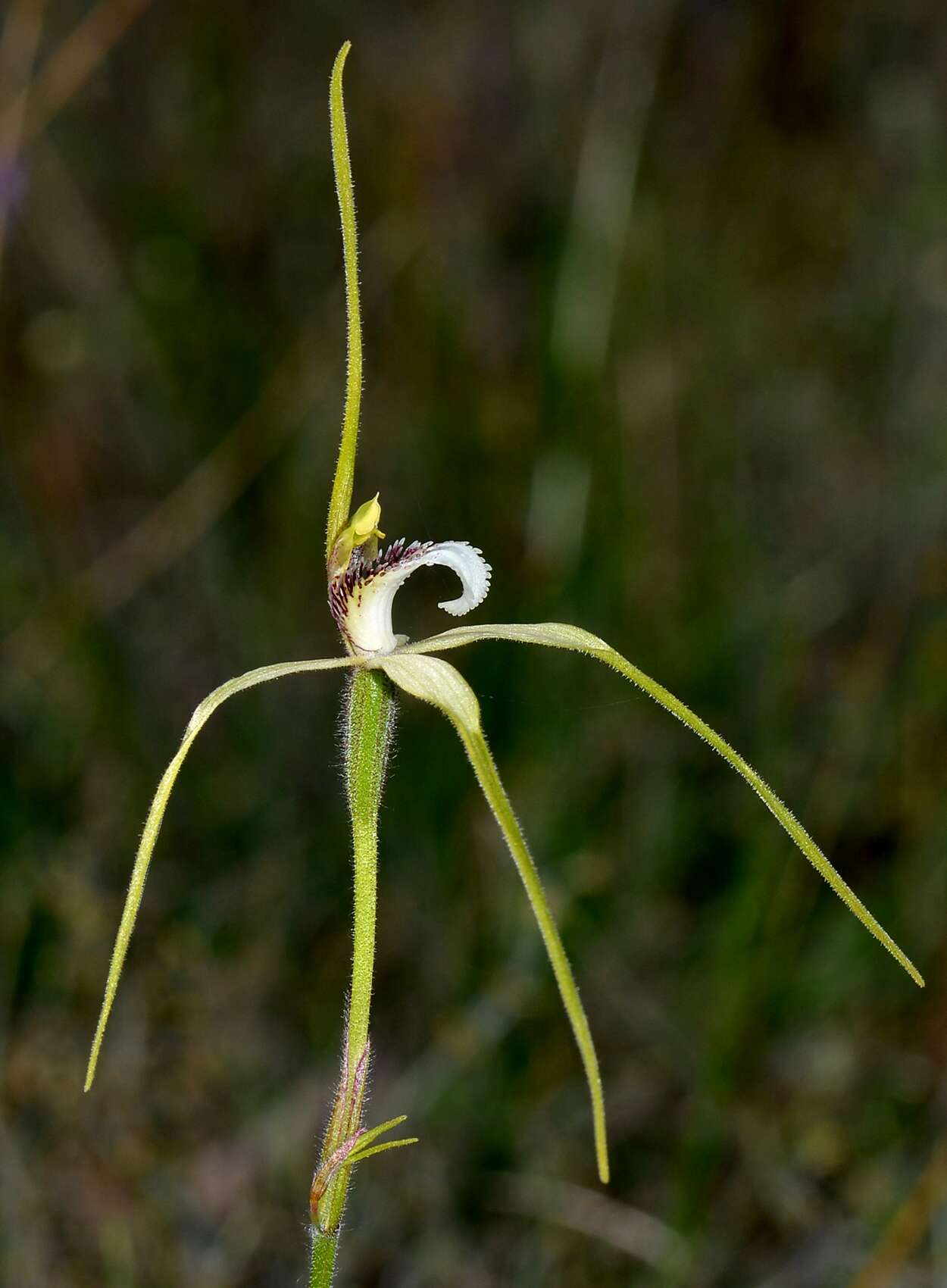 Image of Northern darting spider orchid