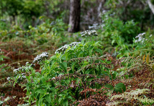 Image of Pentas zanzibarica (Klotzsch) Vatke