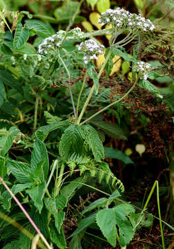 Image of Pentas zanzibarica (Klotzsch) Vatke