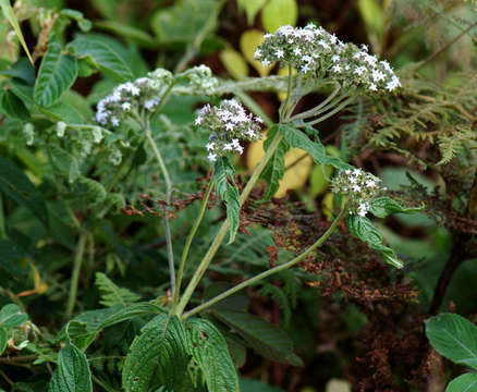 صورة Pentas zanzibarica (Klotzsch) Vatke