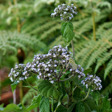 صورة Pentas zanzibarica (Klotzsch) Vatke