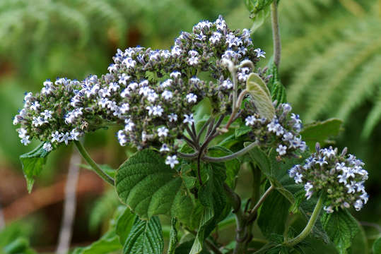 Image of Pentas zanzibarica (Klotzsch) Vatke