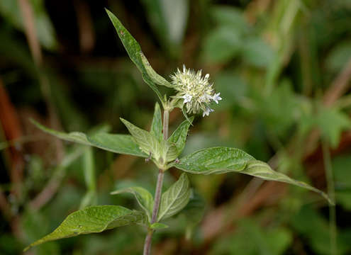 صورة Pentas zanzibarica (Klotzsch) Vatke