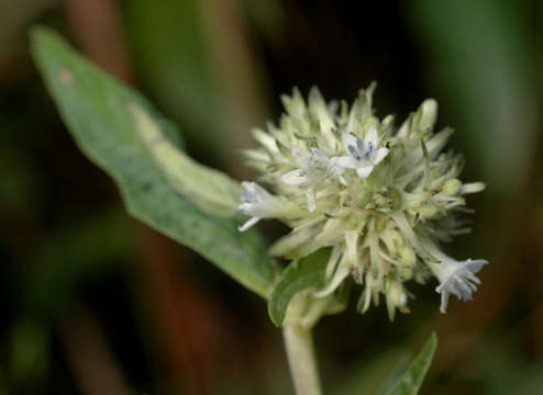 صورة Pentas zanzibarica (Klotzsch) Vatke